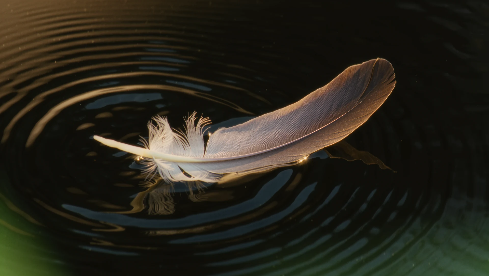 A single feather resting on still dark water, ripples spreading outward, warm light from one side